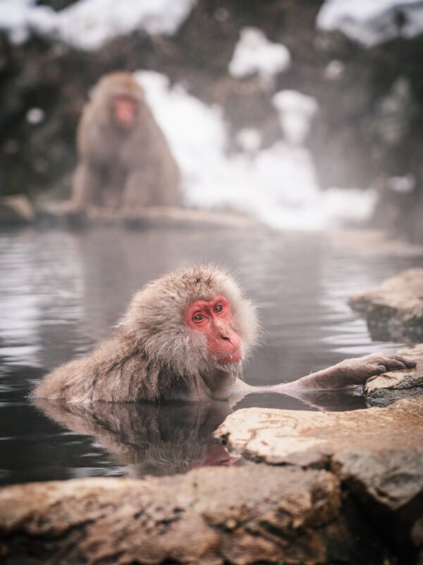 Chubu - Snow Monkey Park237- BLOGPOST HQ Chubu - Snow Monkey Park237- BLOGPOST HQ
