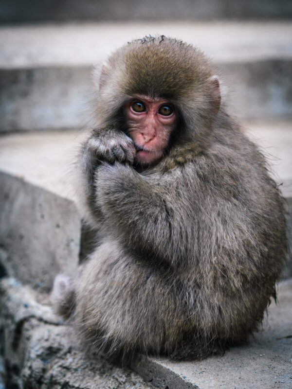 Chubu - Snow Monkey Park47- BLOGPOST HQ Chubu - Snow Monkey Park47- BLOGPOST HQ