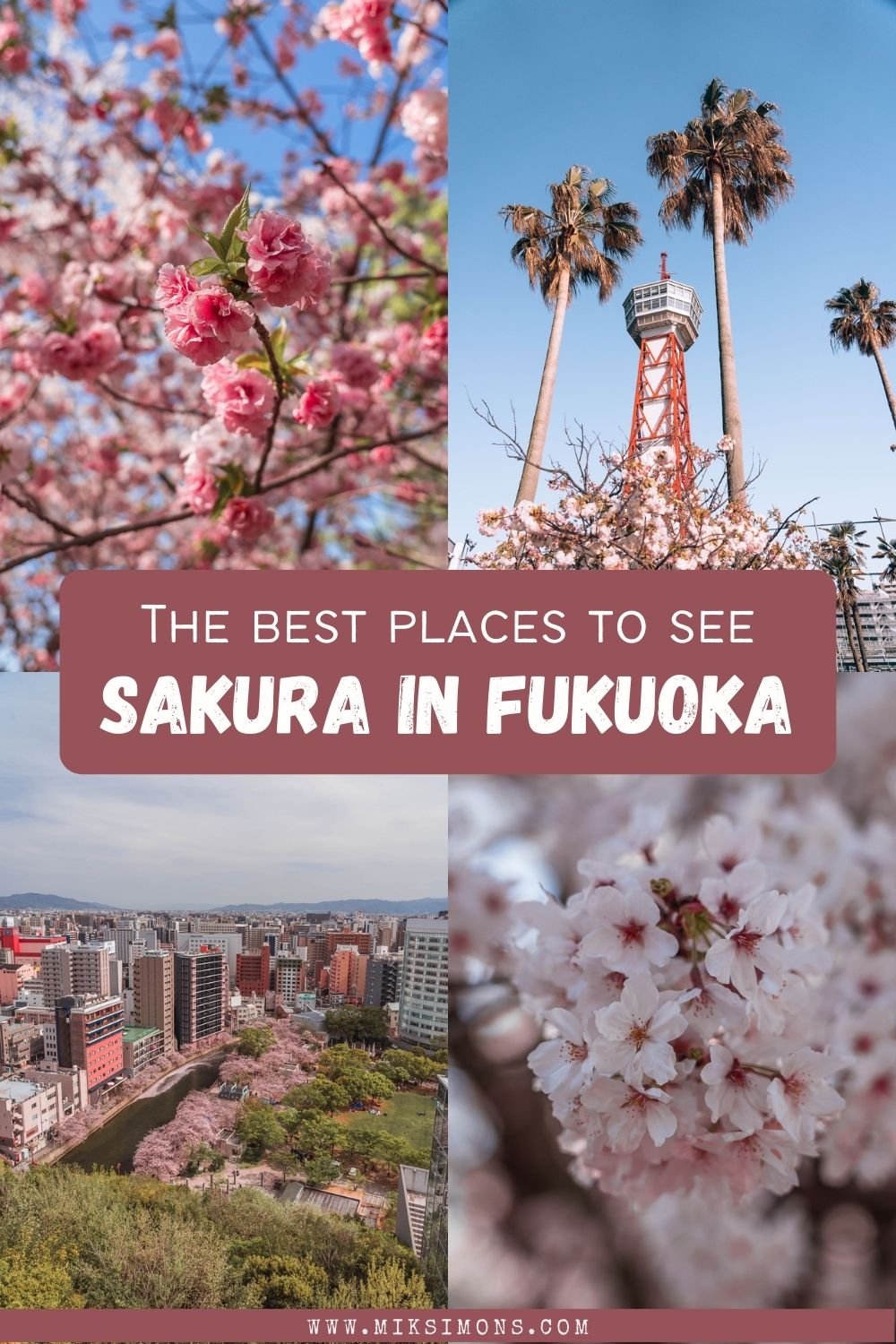9 x the best places to see cherry blossoms in Fukuoka1 9 x the best places to see cherry blossoms in Fukuoka1