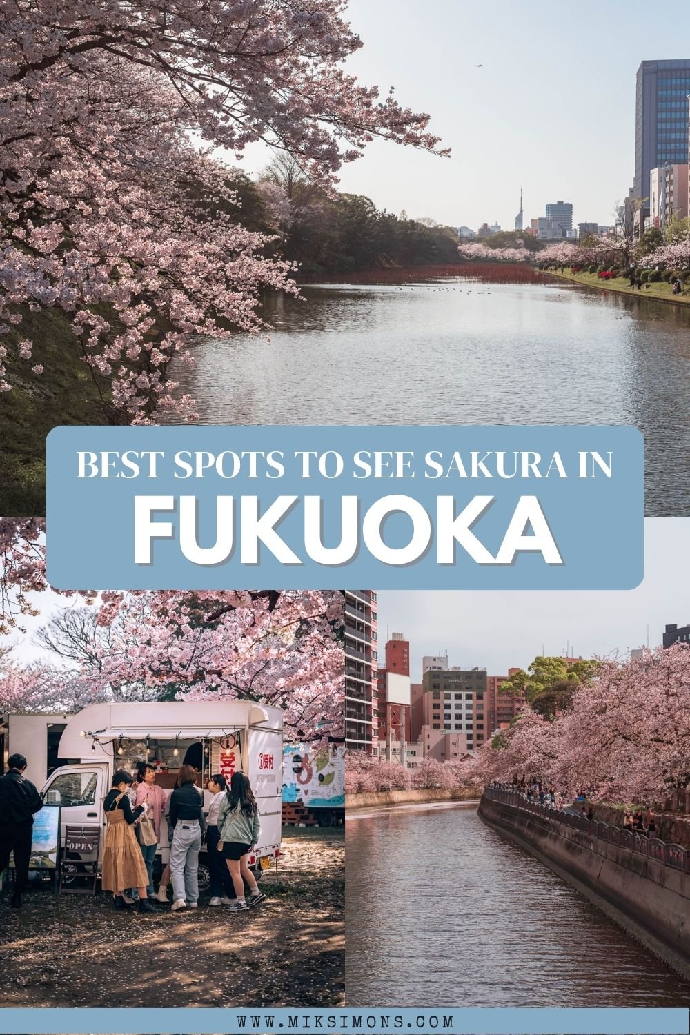 9 x the best places to see cherry blossoms in Fukuoka3 9 x the best places to see cherry blossoms in Fukuoka3