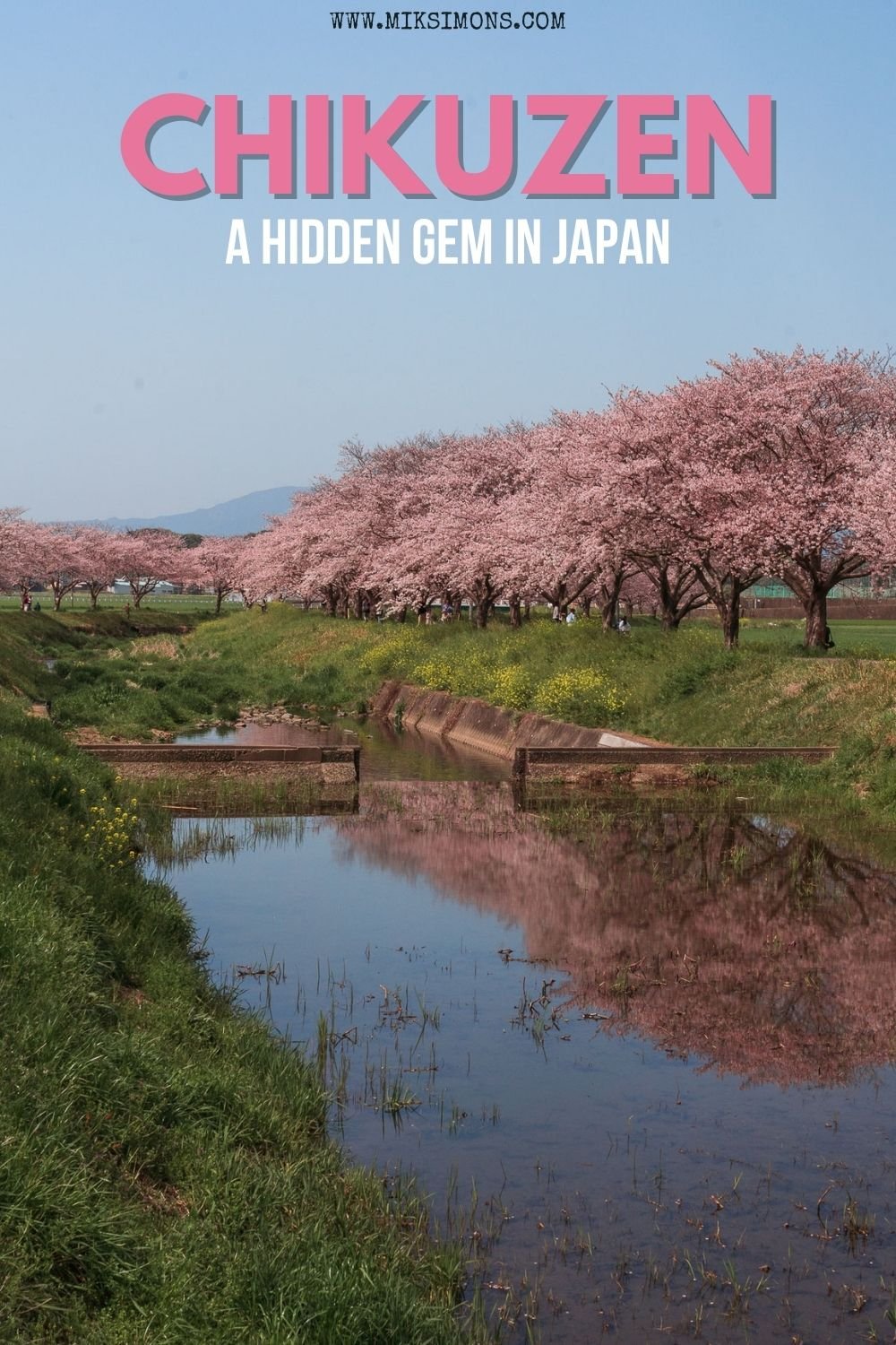 Chikuzen - A hidden gem to see beautiful cherry blossoms in Japan1 Chikuzen - A hidden gem to see beautiful cherry blossoms in Japan1