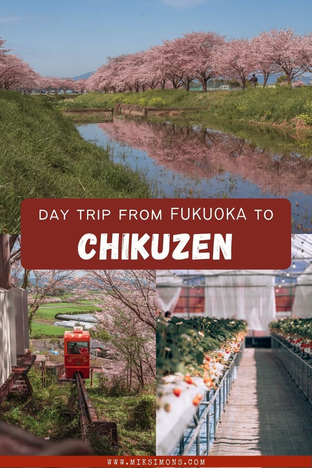 Chikuzen - A hidden gem to see beautiful cherry blossoms in Japan1 Chikuzen - A hidden gem to see beautiful cherry blossoms in Japan1