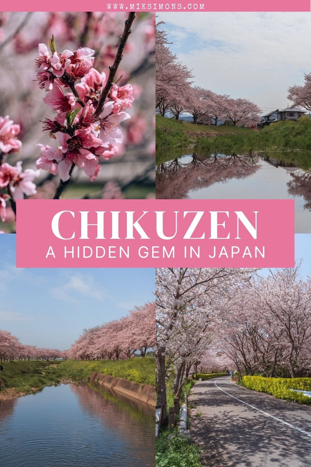 Chikuzen - A hidden gem to see beautiful cherry blossoms in Japan3 Chikuzen - A hidden gem to see beautiful cherry blossoms in Japan3