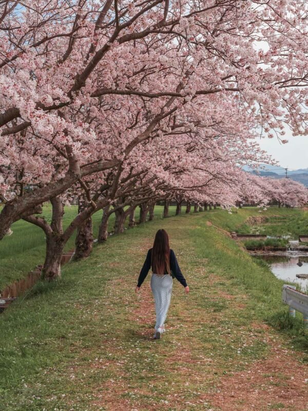Chikuzen - Kusaba River - Cherry Blossom Trees136- BLOGPOST HQ Chikuzen - Kusaba River - Cherry Blossom Trees136- BLOGPOST HQ