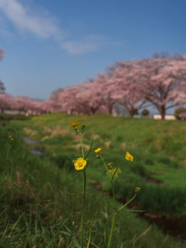 Chikuzen - Kusaba River - Cherry Blossom Trees27- BLOGPOST HQ Chikuzen - Kusaba River - Cherry Blossom Trees27- BLOGPOST HQ
