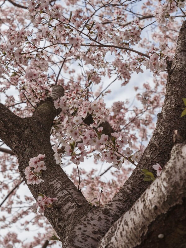 Chikuzen - Kusaba River - Cherry Blossom Trees33- BLOGPOST HQ Chikuzen - Kusaba River - Cherry Blossom Trees33- BLOGPOST HQ