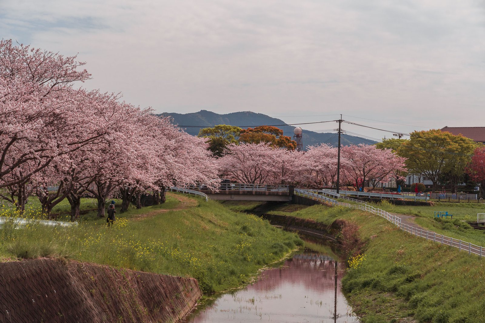 Chikuzen - Kusaba River - Cherry Blossom Trees56- BLOGPOST HQ Chikuzen - Kusaba River - Cherry Blossom Trees56- BLOGPOST HQ
