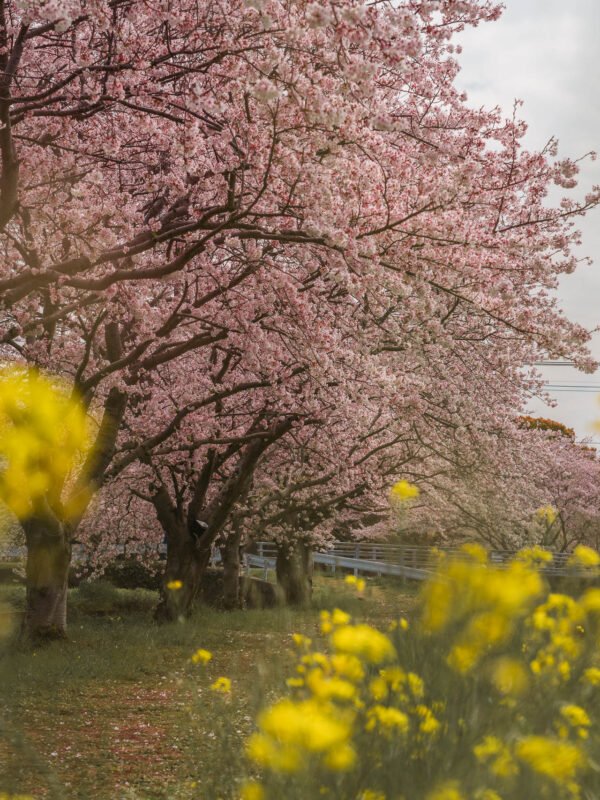 Chikuzen - Kusaba River - Cherry Blossom Trees57- BLOGPOST HQ Chikuzen - Kusaba River - Cherry Blossom Trees57- BLOGPOST HQ