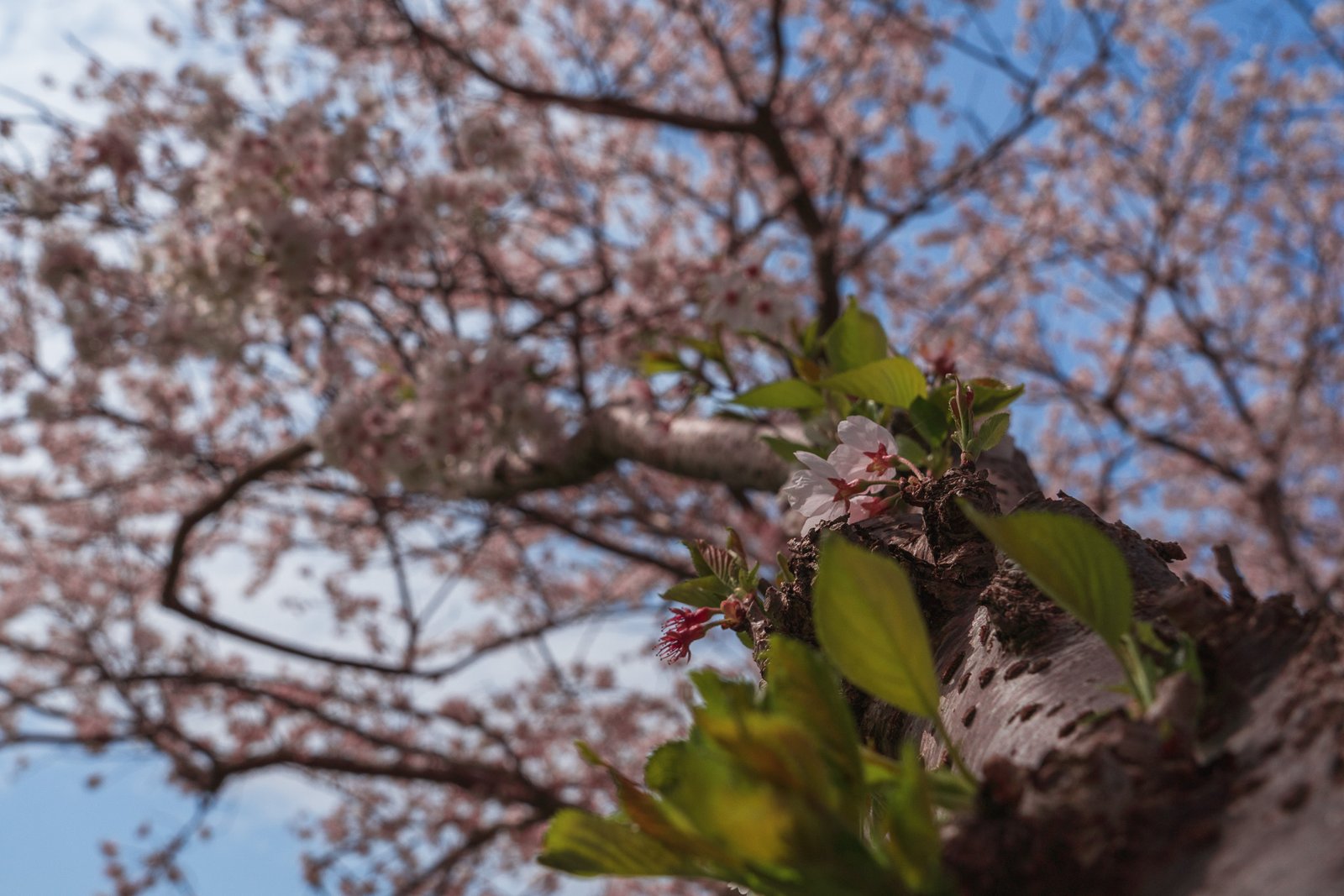 Chikuzen - Kusaba River - Cherry Blossom Trees7- BLOGPOST HQ Chikuzen - Kusaba River - Cherry Blossom Trees7- BLOGPOST HQ