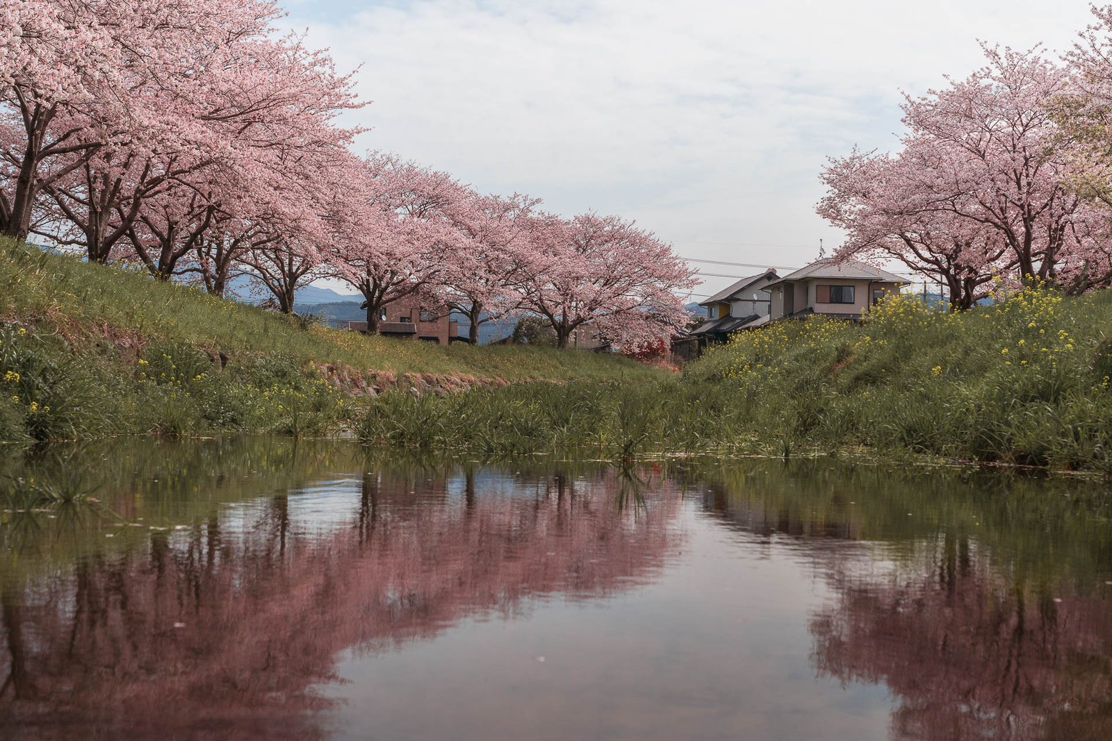 Chikuzen - Kusaba River - Cherry Blossom Trees71- BLOGPOST HQ Chikuzen - Kusaba River - Cherry Blossom Trees71- BLOGPOST HQ