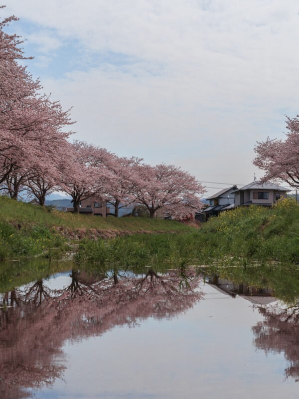 Chikuzen - Kusaba River - Cherry Blossom Trees80- BLOGPOST HQ Chikuzen - Kusaba River - Cherry Blossom Trees80- BLOGPOST HQ
