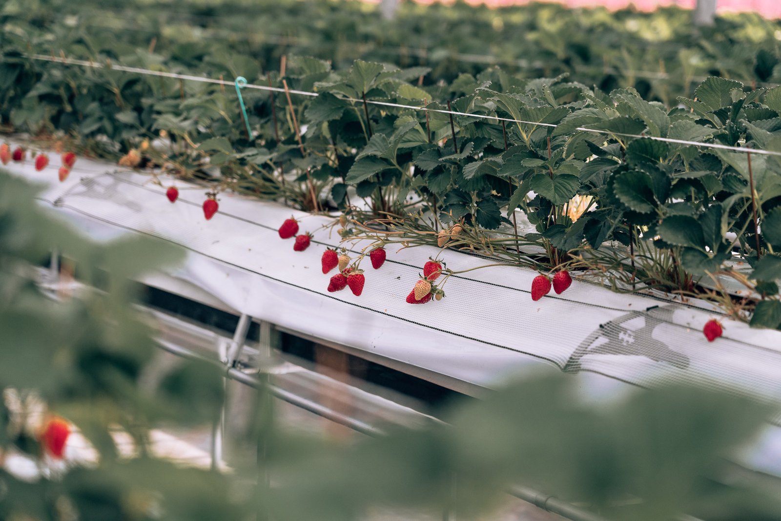 Chikuzen - Strawberry Picking58- BLOGPOST HQ Chikuzen - Strawberry Picking58- BLOGPOST HQ