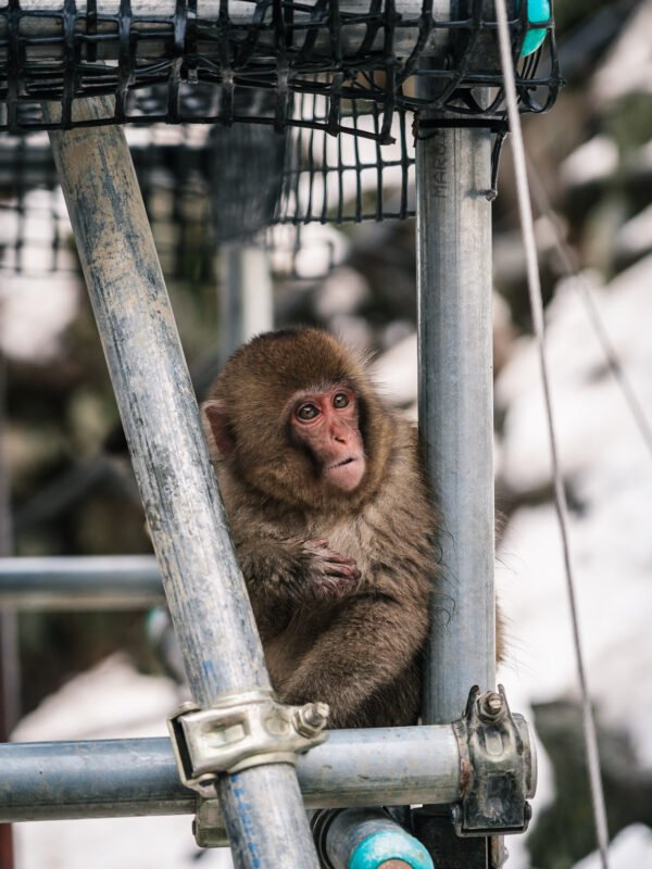 Chubu - Snow Monkey Park270- BLOGPOST HQ Chubu - Snow Monkey Park270- BLOGPOST HQ