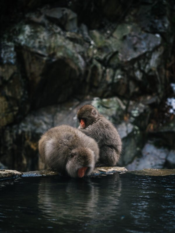 Chubu - Snow Monkey Park395- BLOGPOST HQ Chubu - Snow Monkey Park395- BLOGPOST HQ