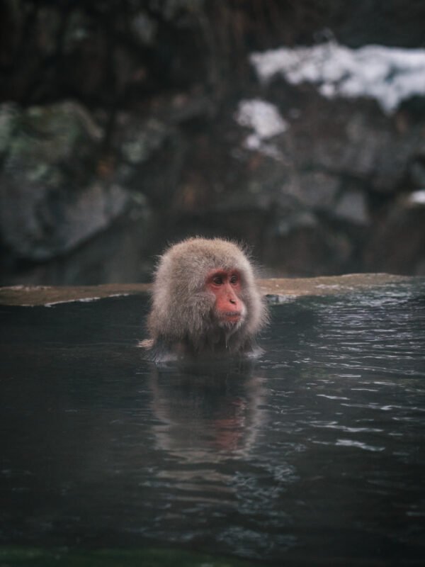 Chubu - Snow Monkey Park501- BLOGPOST HQ Chubu - Snow Monkey Park501- BLOGPOST HQ