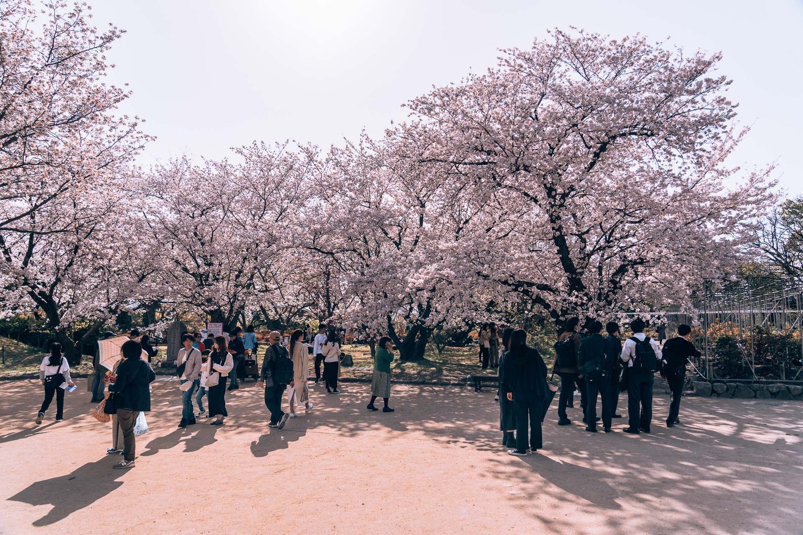 Fukuoka - Ohori Park Sakura Festval Daytime228- BLOGPOST HQ Fukuoka - Ohori Park Sakura Festval Daytime228- BLOGPOST HQ