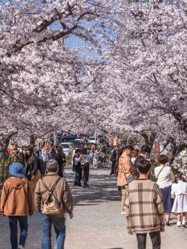 Fukuoka - Ohori Park Sakura Festval Daytime237- BLOGPOST HQ Fukuoka - Ohori Park Sakura Festval Daytime237- BLOGPOST HQ