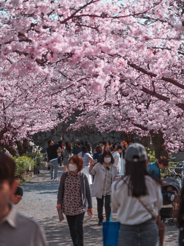 Fukuoka - Ohori Park Sakura Festval Daytime324- BLOGPOST HQ Fukuoka - Ohori Park Sakura Festval Daytime324- BLOGPOST HQ