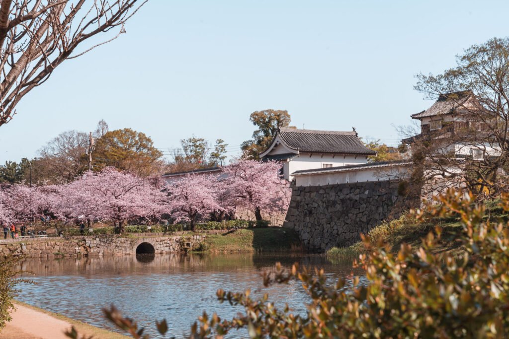 9 x the best places to see cherry blossoms in Fukuoka