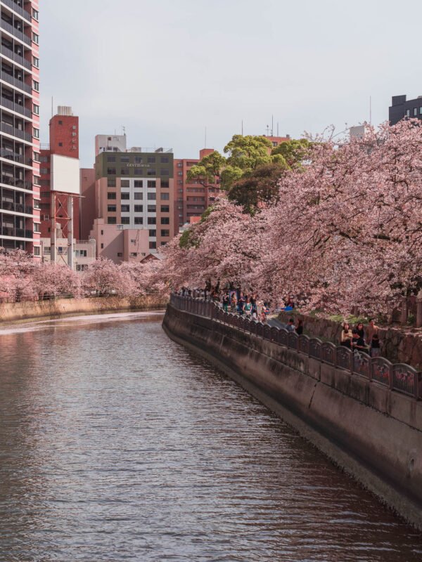 Fukuoka - Tenjin Central Park Sakura39- BLOGPOST HQ Fukuoka - Tenjin Central Park Sakura39- BLOGPOST HQ
