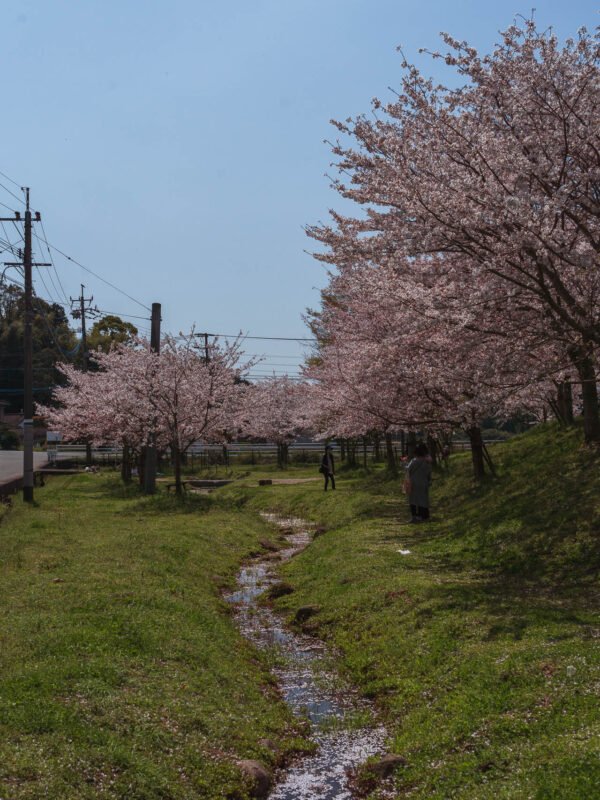 Minamizu - Rest stop and Cherry Blossom trees22- BLOGPOST HQ Minamizu - Rest stop and Cherry Blossom trees22- BLOGPOST HQ