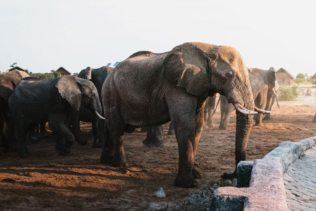 The 6 best things to do in Botswana