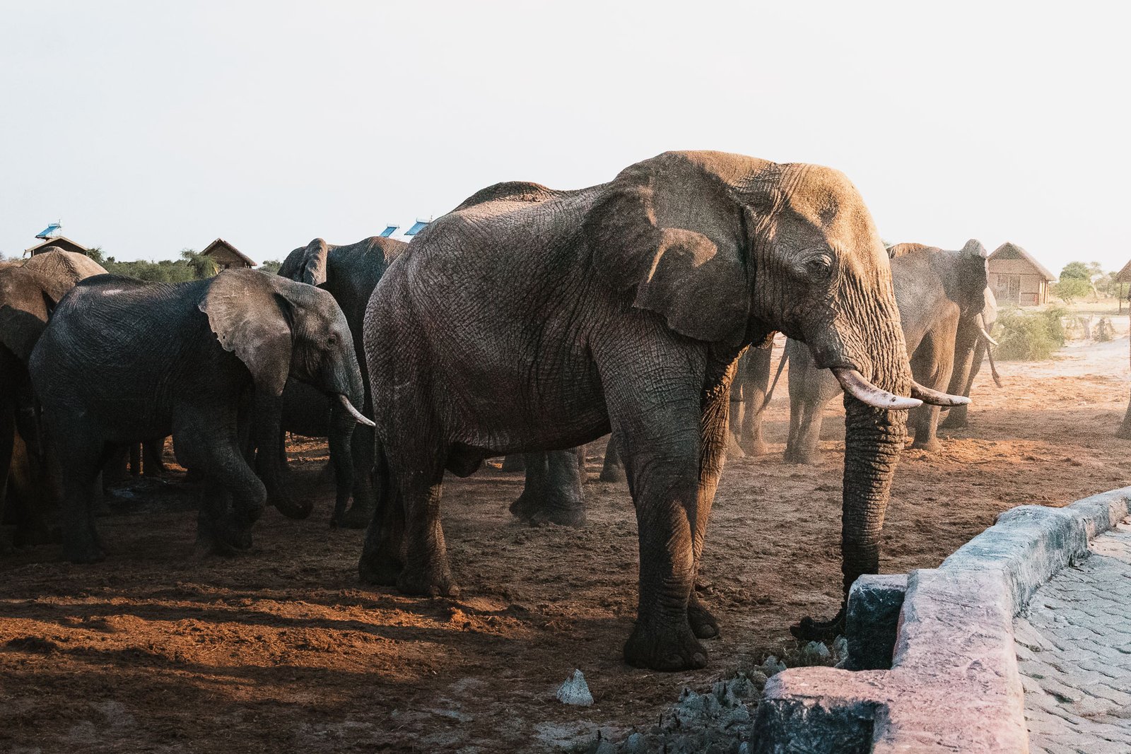 The 6 best things to do in Botswana